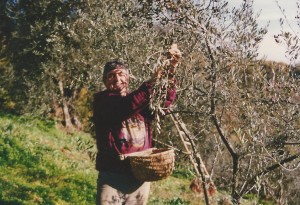 La raccolta delle Olive a mano come da sempre facciamo