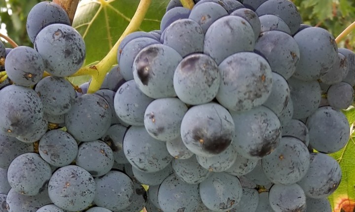 Grappolo di uva 2015